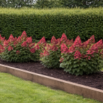 Hortenzia metlinatá (Hydrangea paniculata) ´LIVING INFINITY´® by LIVING CREATIONS® výška 20-30 cm, kont. C1,5L